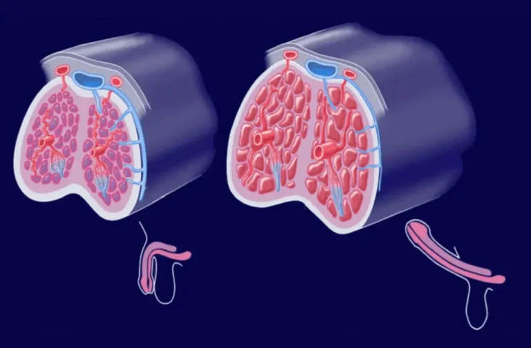 Scopri di più sull'articolo I corpi cavernosi del pene: anatomia e funzione