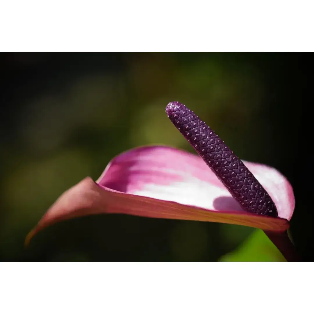 Anthurium